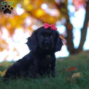 Cassandra, Cavapoo Puppy